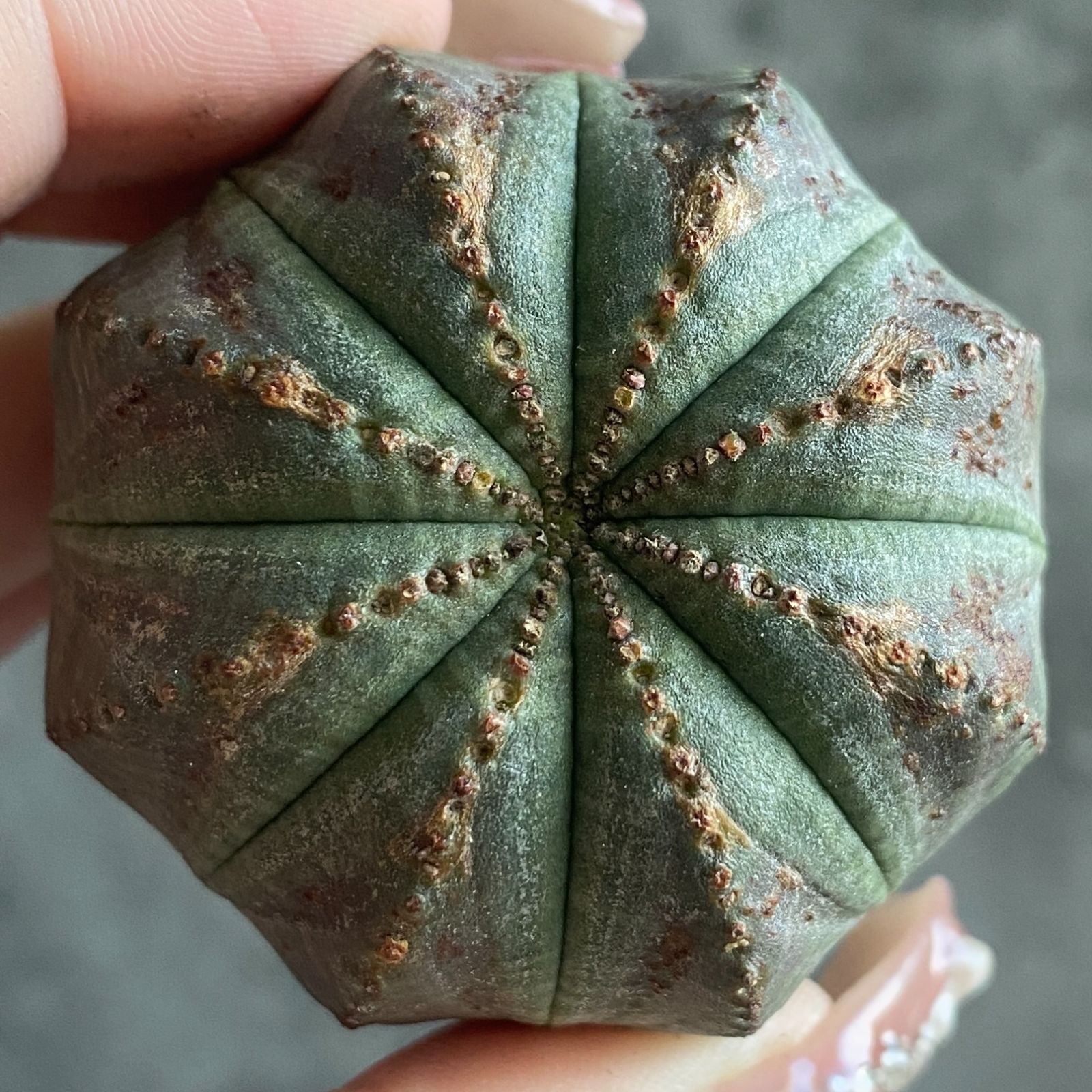 m*e様 B14434★オークション★ 超巨大8.5cm株！ユーフォルビア オベ m*e様 B14434☆オークション☆ 超巨大8.5cm株！ユーフォルビア オベ