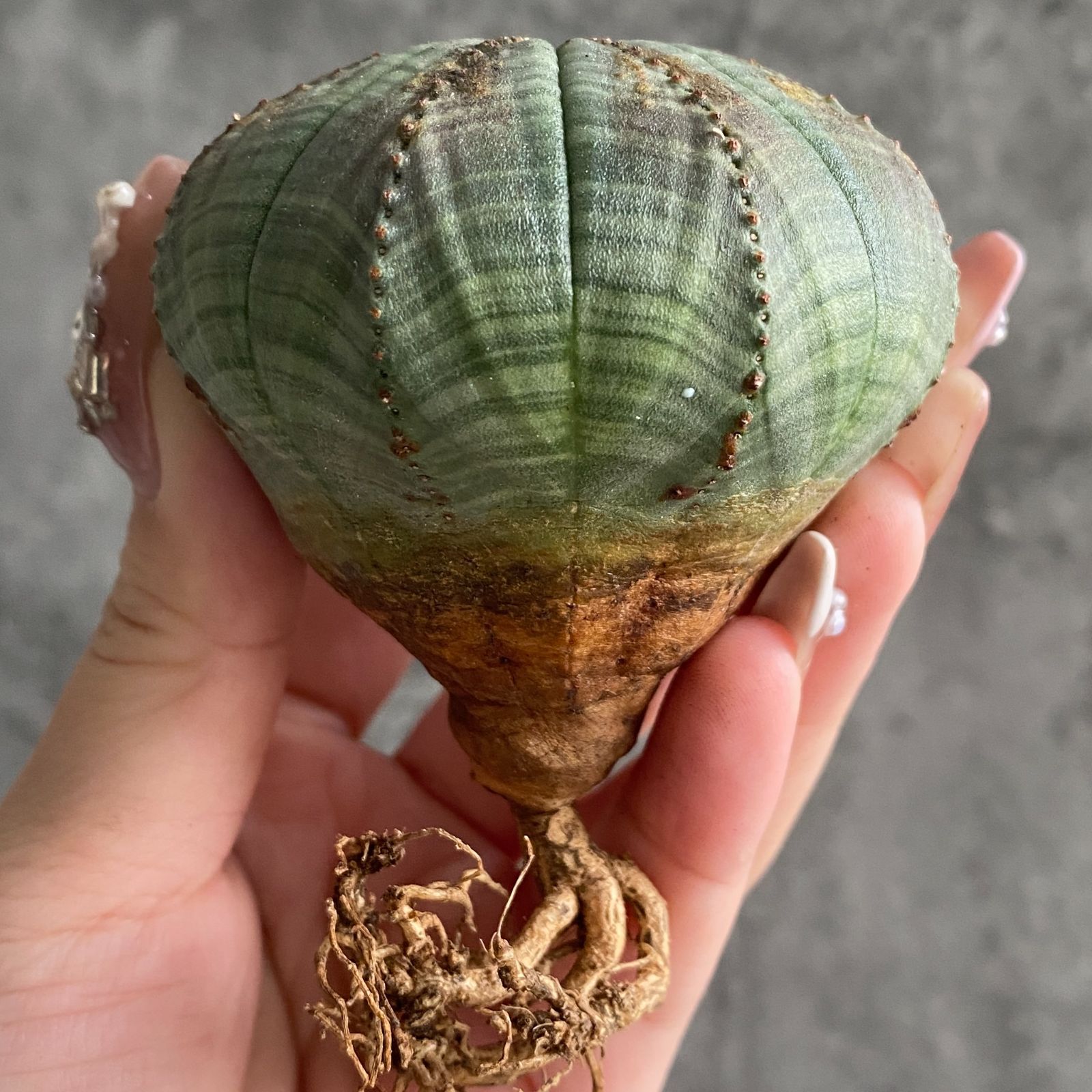 B16378☆大特価☆ 超巨大株 ユーフォルビア オベサ - メルカリ