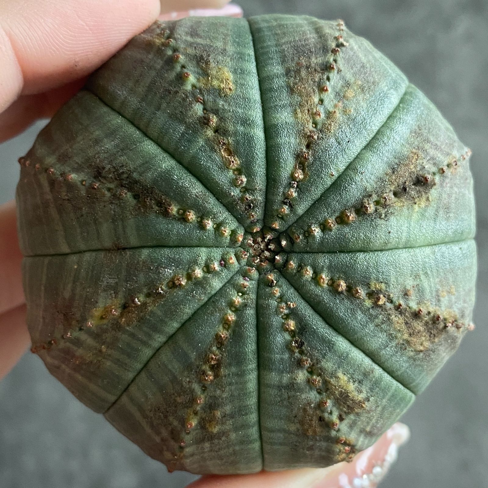 B16378☆大特価☆ 超巨大株 ユーフォルビア オベサ - メルカリ