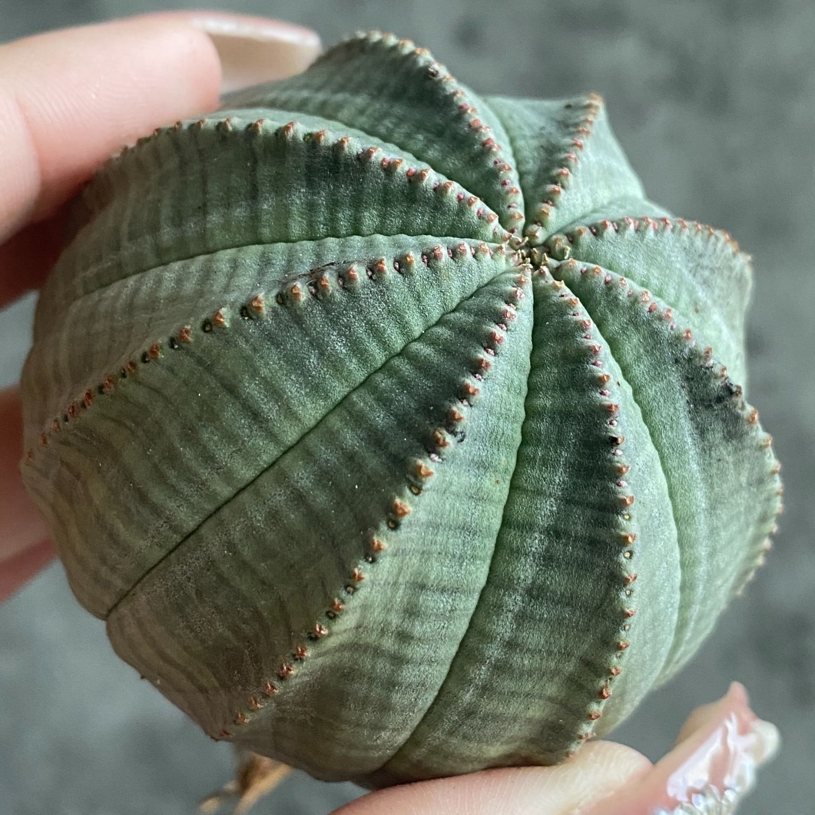 B16381☆大特価☆ 超巨大株 ユーフォルビア オベサ - メルカリ