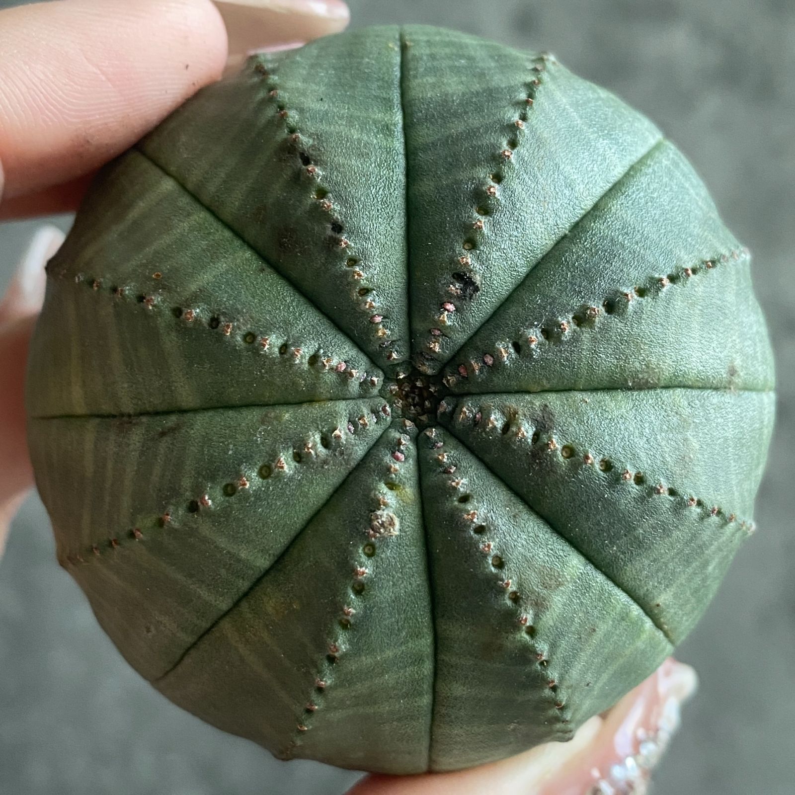 B16383☆大特価☆ 超巨大株 ユーフォルビア オベサ - メルカリ