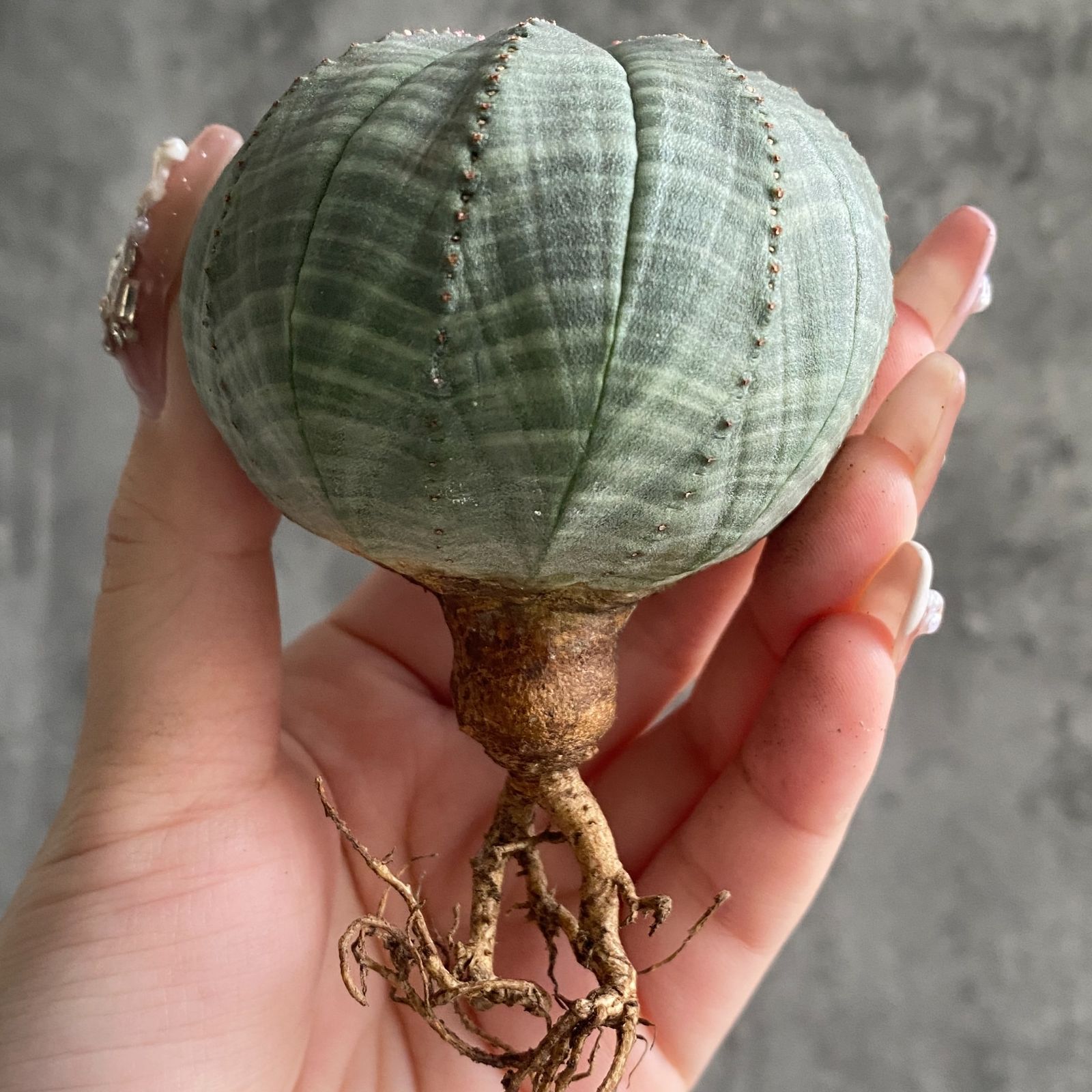 B16384☆大特価☆ 超巨大株 ユーフォルビア オベサ - メルカリ