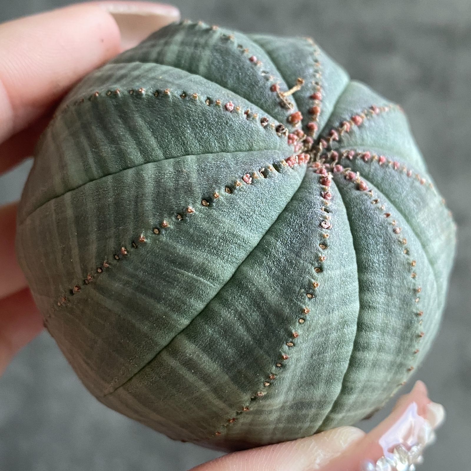 B16384☆大特価☆ 超巨大株 ユーフォルビア オベサ - メルカリ