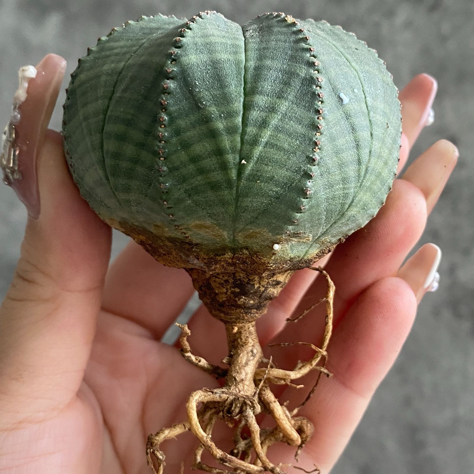 B16387☆大特価☆ 超巨大株 ユーフォルビア オベサ - メルカリ