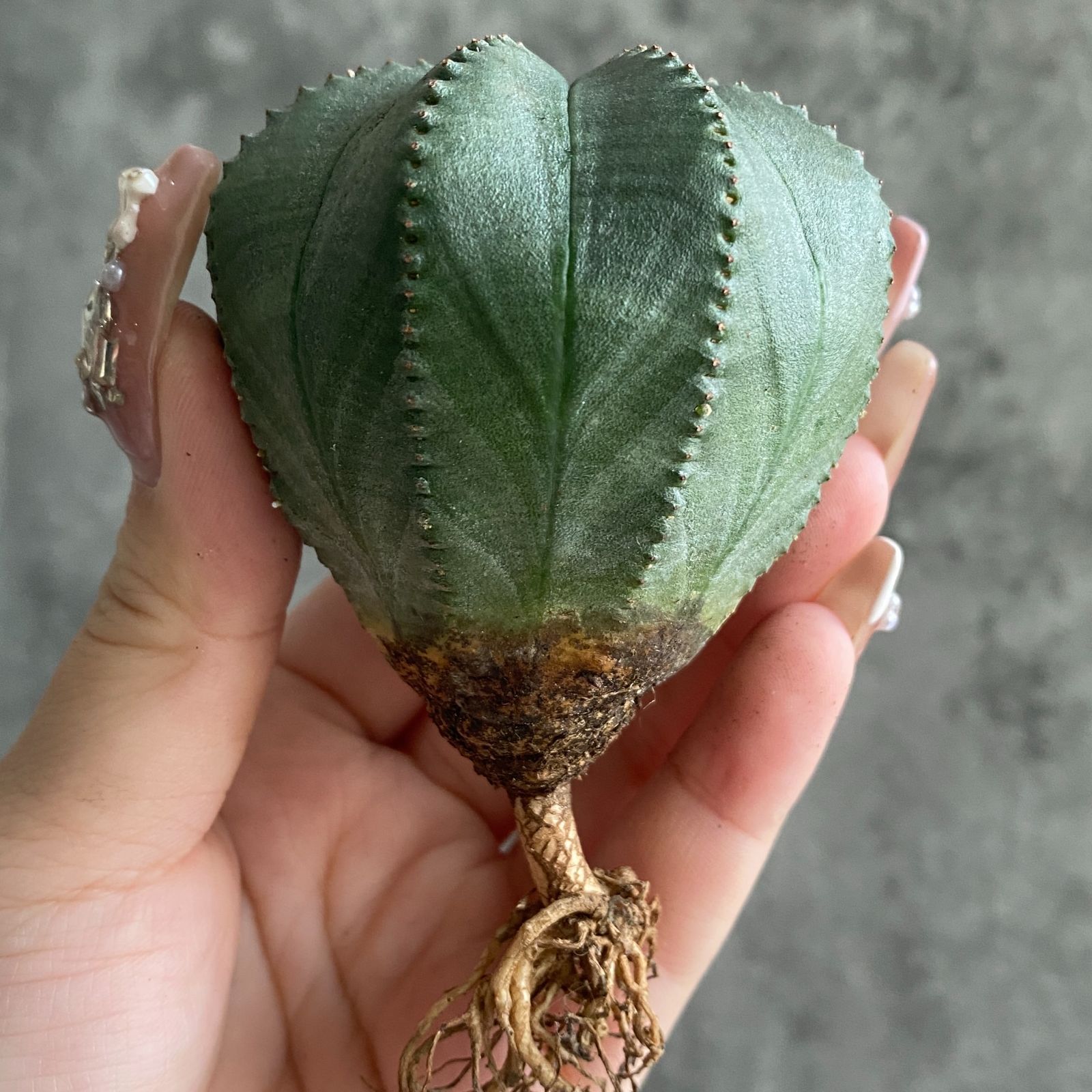 B16390☆大特価☆ 超巨大株 ユーフォルビア オベサ - メルカリ