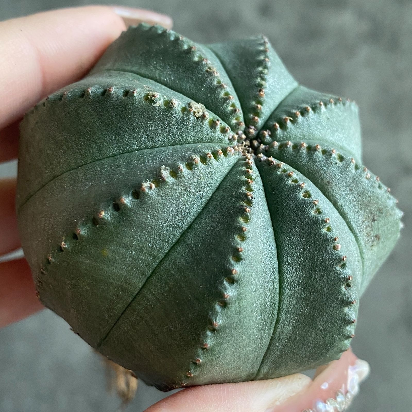 B16390☆大特価☆ 超巨大株 ユーフォルビア オベサ - メルカリ