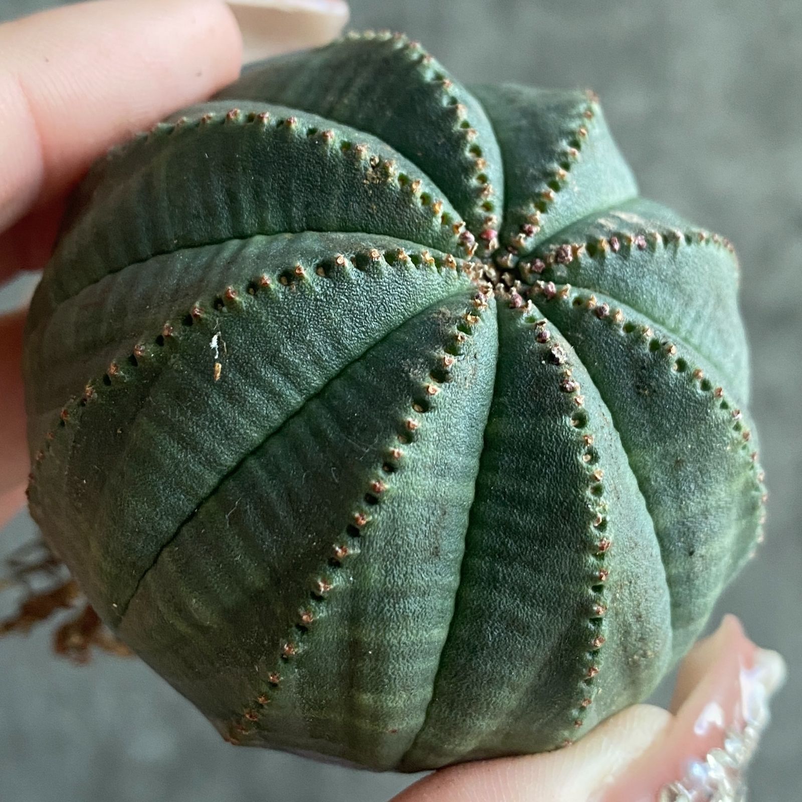 B16391☆大特価☆ 超巨大株 ユーフォルビア オベサ - メルカリ