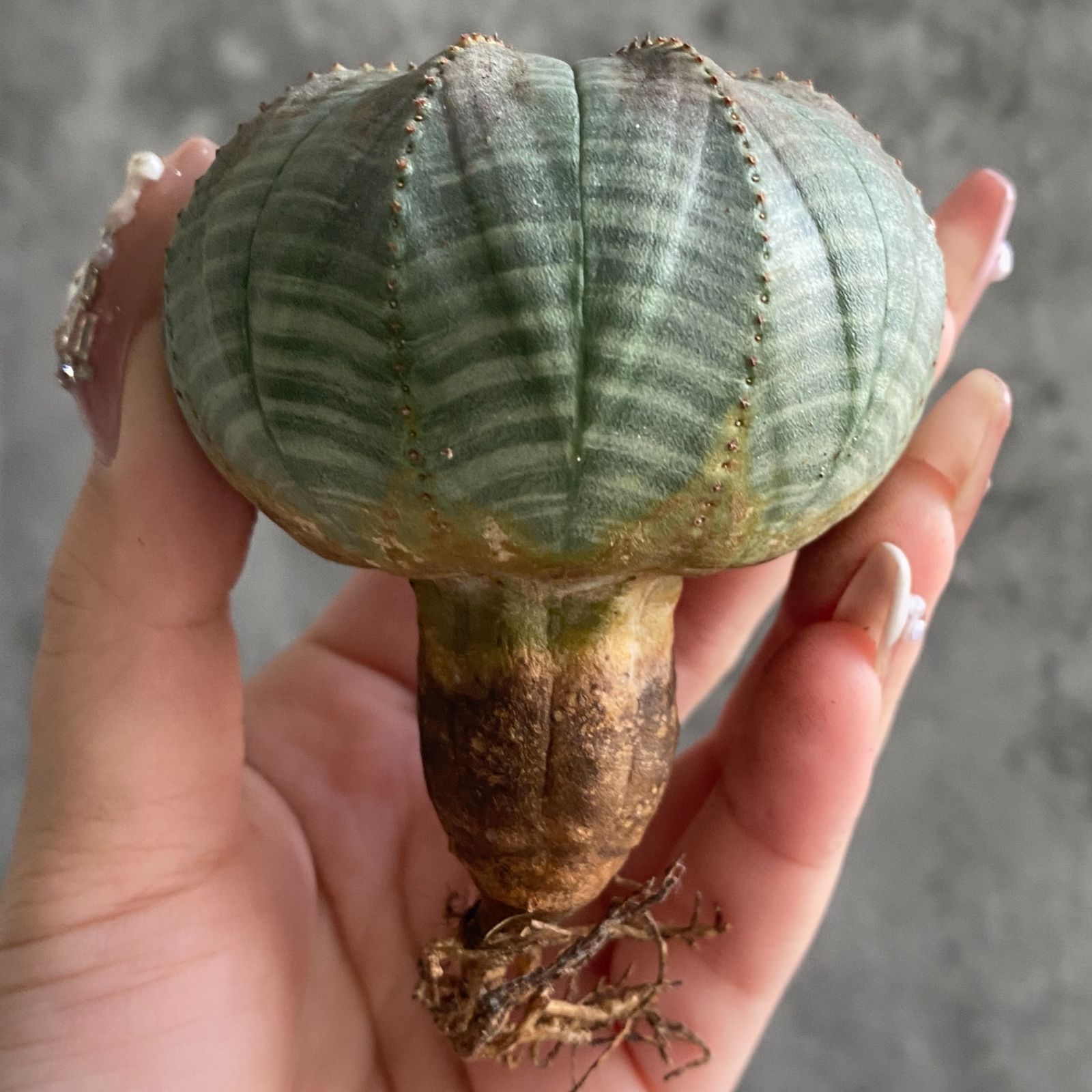 B16394☆大特価☆ 超巨大株 ユーフォルビア オベサ - メルカリ