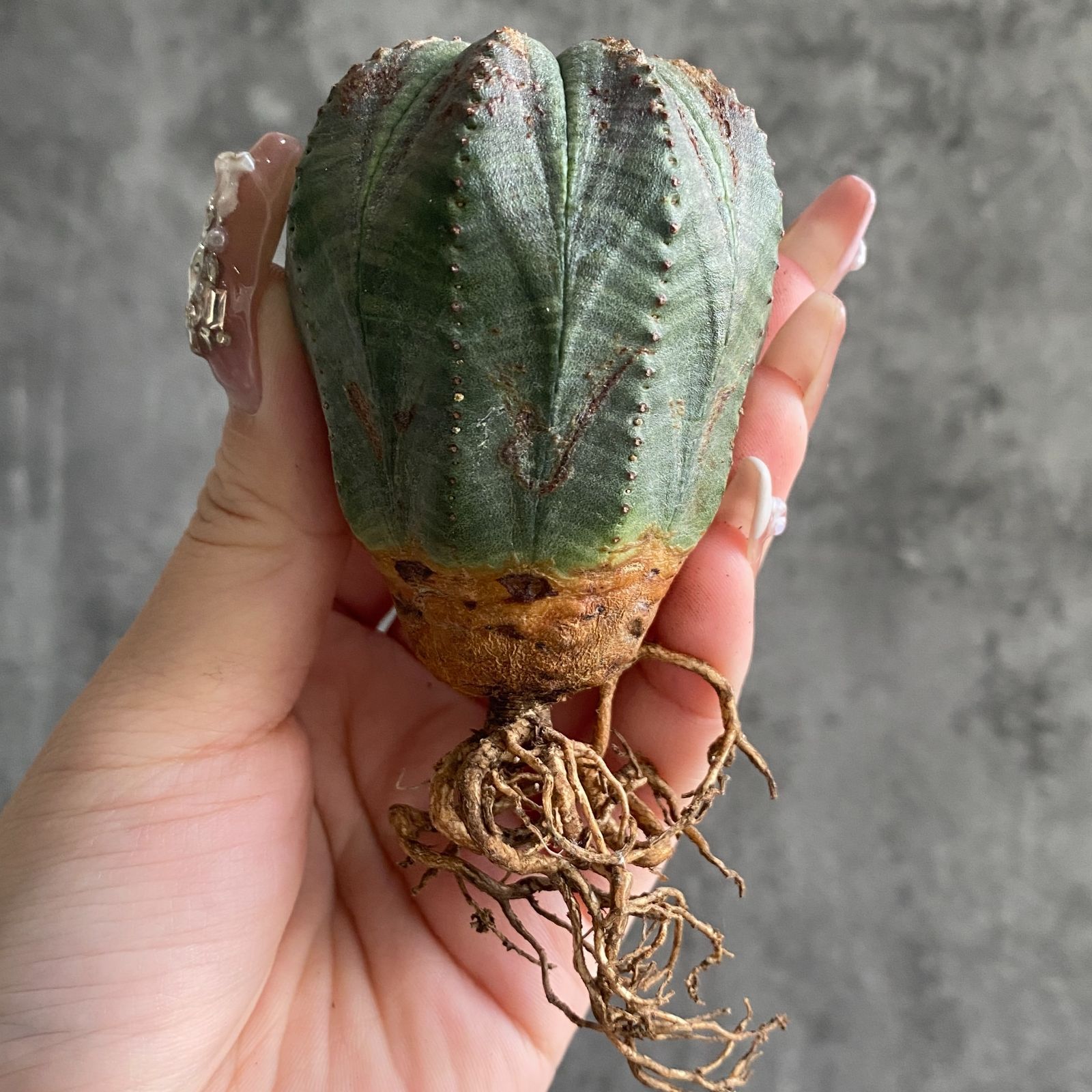 B16395☆大特価☆ 超巨大株 ユーフォルビア オベサ - メルカリ