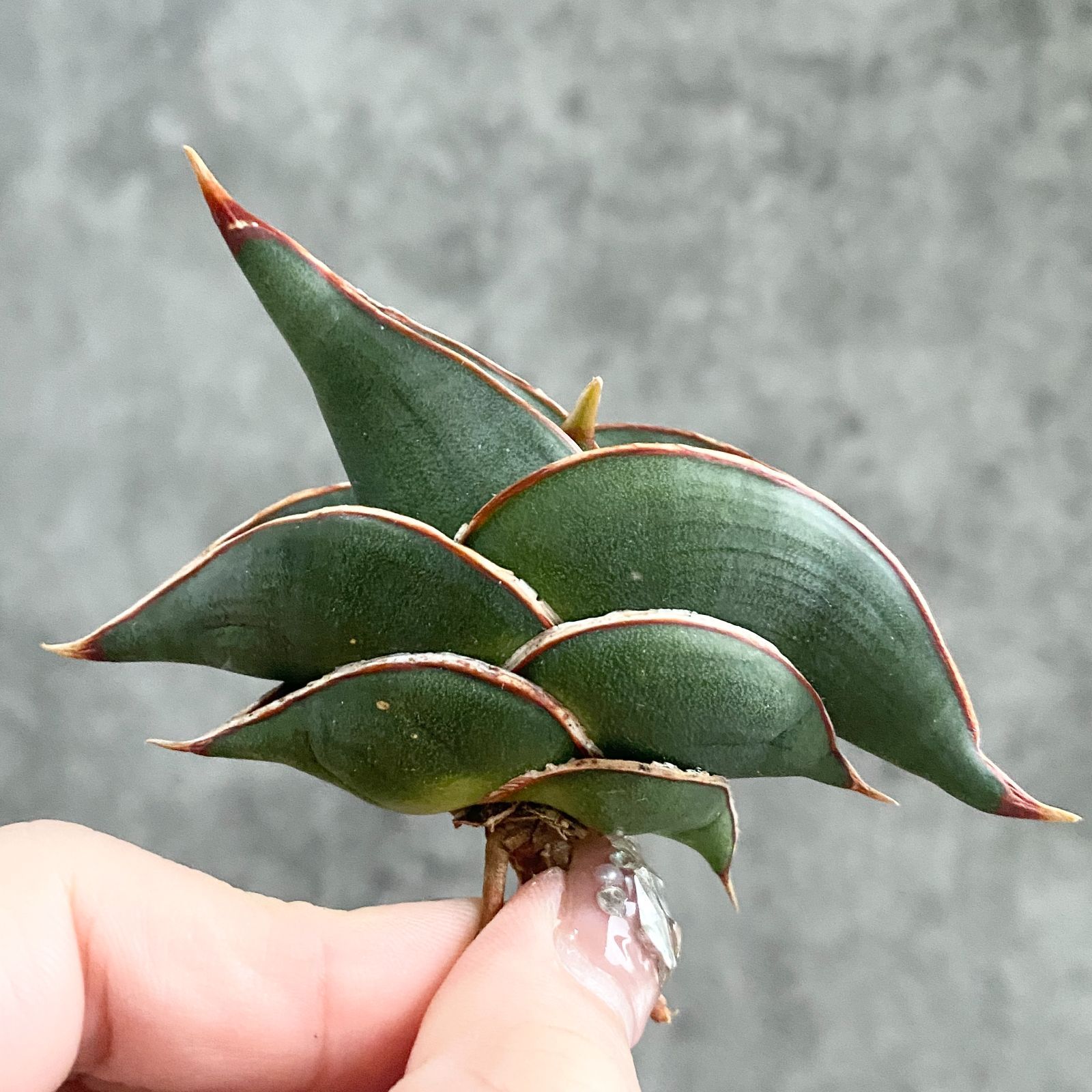 ✩11月7日 夕刻に撮影 ❢ 旋回系　サンセベリア・ロリダ　鉢付き発送ヨロシク〜 S11482【極上株！！】サンスベリア ロリダ ( ユーフォルビア