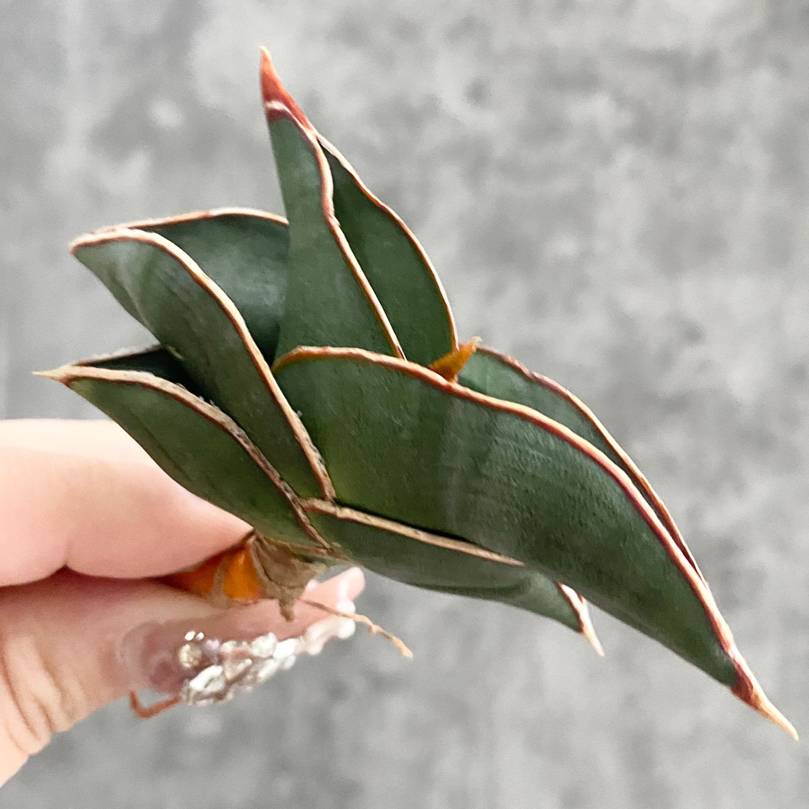 ぶ*た様 S7636★オークション販売★ サンスベリア ロリダ 極上斑入り株！！ ぶ*た様 S7636☆オークション販売☆ サンスベリア ロリダ 極上斑入り株