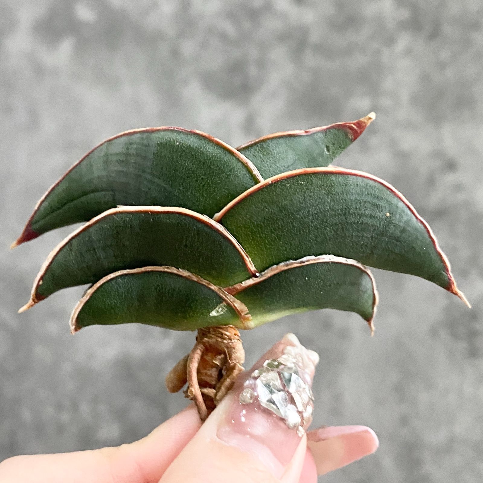 S11488【極上株！！】サンスベリア ロリダ ( ユーフォルビア