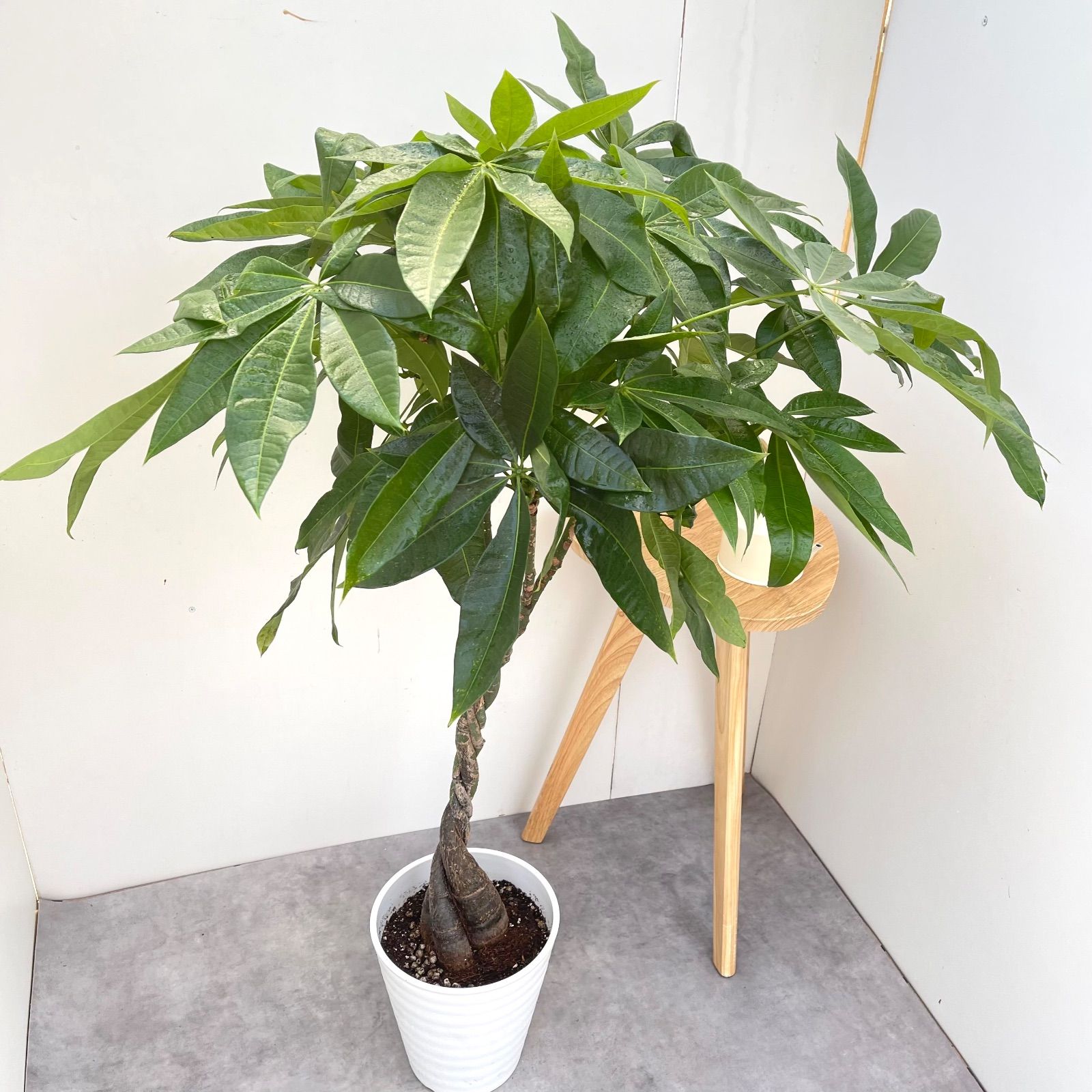 大型　パキラ 180cm　大きな ねじりパキラ 観葉植物 植木 庭木 大型 パキラ 180cm 大きな ねじりパキラ 観葉植物 植木 庭木 パキラ