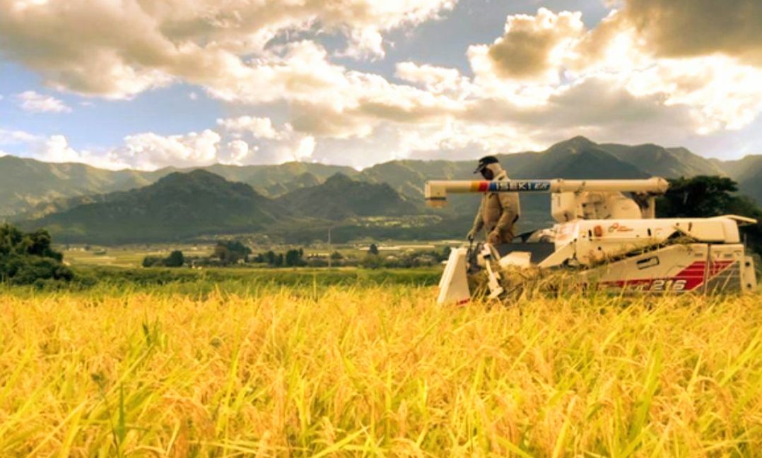 R7年新米 自然栽培米 黒米ミックス5kg玄米 注文