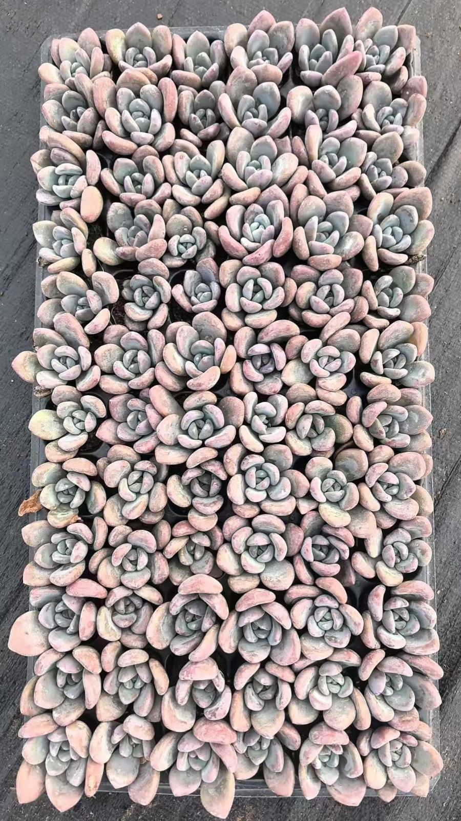 新入荷 ピンクオレンジ×72苗 多肉植物 土根付き エケベリア セダム