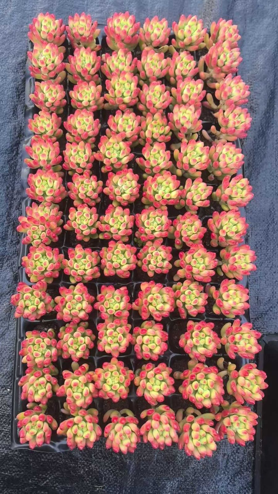 新入荷 春萌×72苗 多肉植物 配送 土根付き エケベリア セダム 韓国苗
