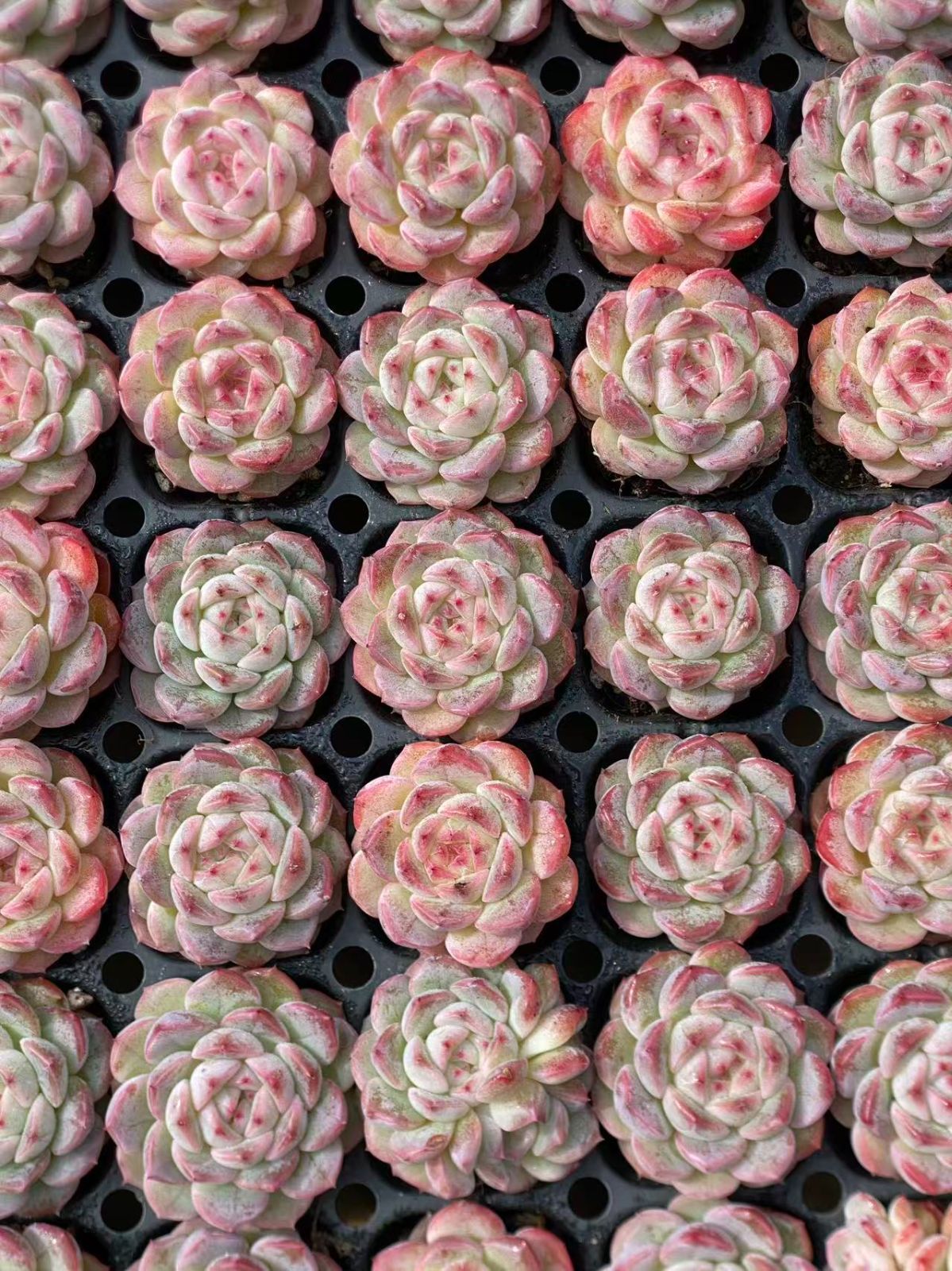 新入荷 ジェニー×72苗 多肉植物 土根付き エケベリア セダム 韓国苗