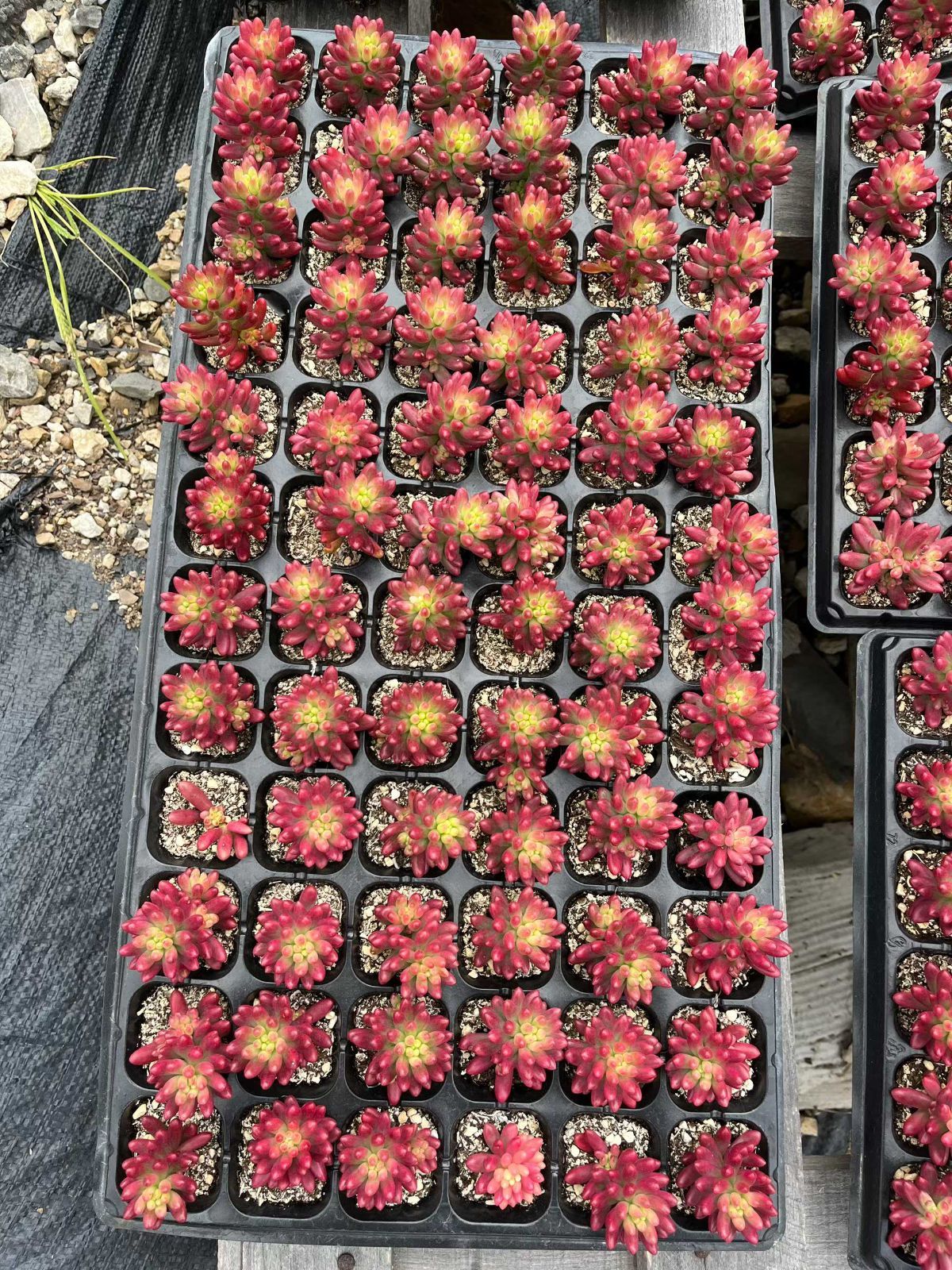 新入荷 虹の玉錦×72苗 多肉植物 土根付き エケベリア セダム 韓国苗