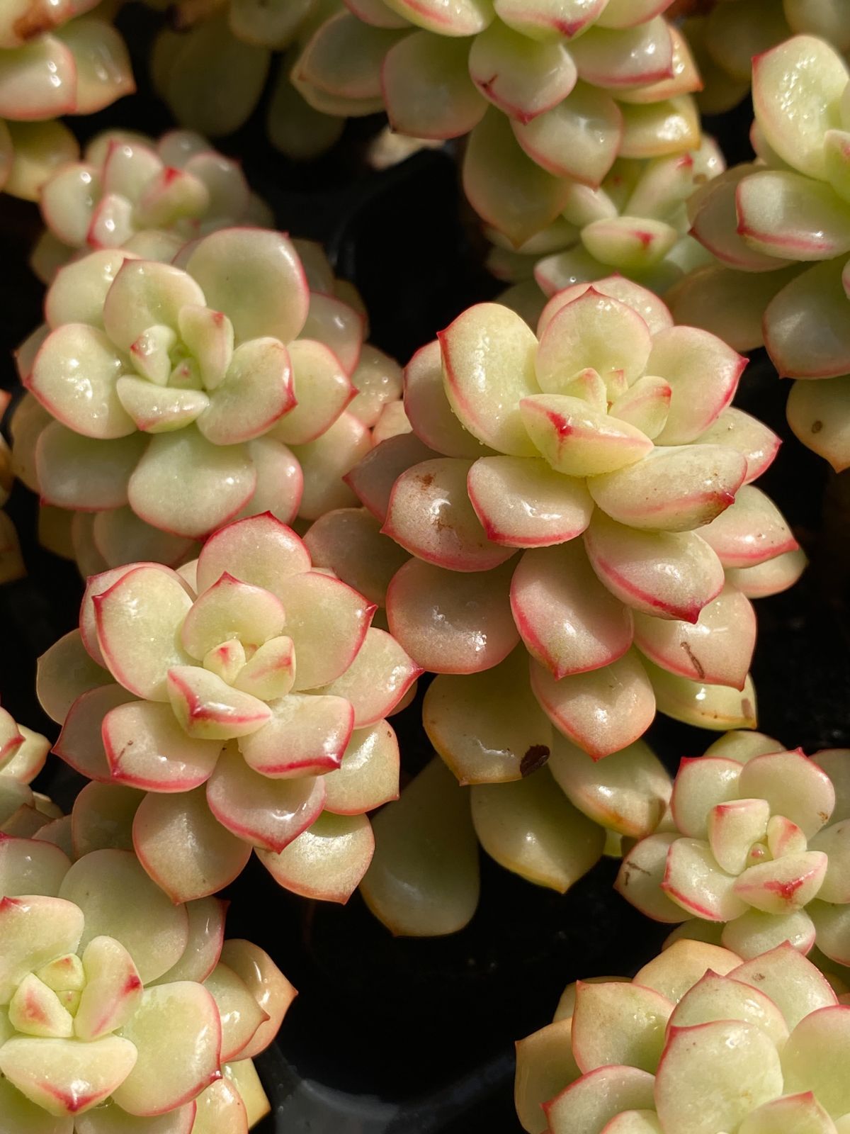 新入荷 タンゴ錦×72苗 多肉植物 土根付き エケベリア セダム 韓国苗