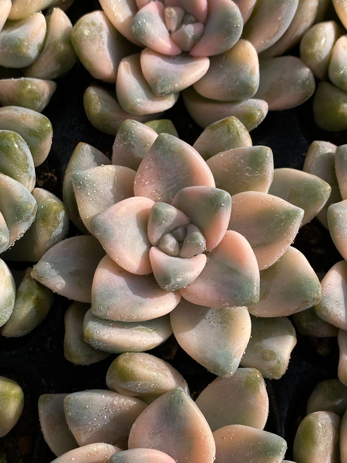 大人気多肉植物 エケベリア X144ティテュバンス錦72個