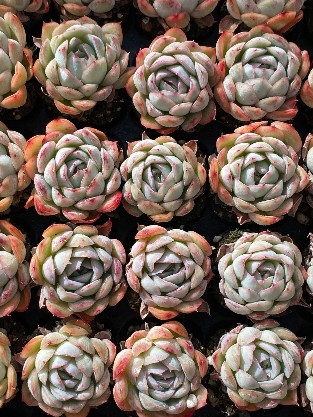 新入荷 クリームベリー×105苗 多肉植物 土根付き エケベリア セダム