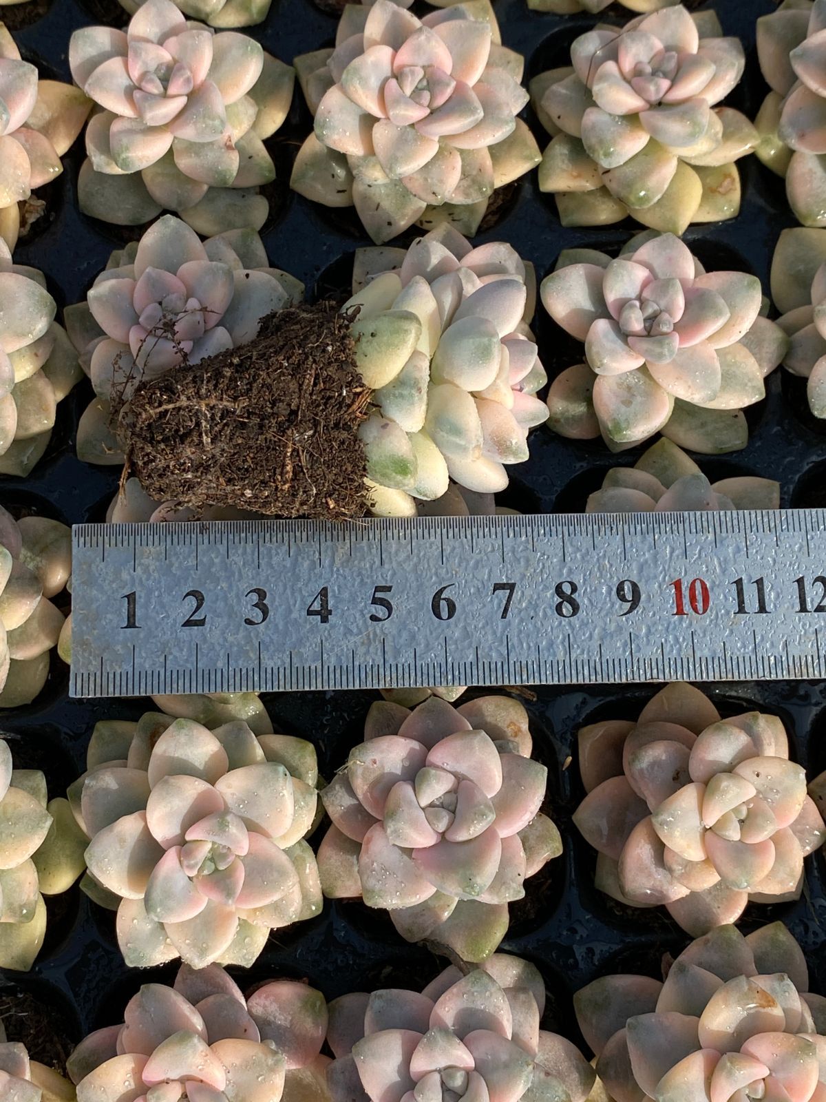 新入荷 ティテュバンス錦×72苗 多肉植物 土根付き エケベリア セダム