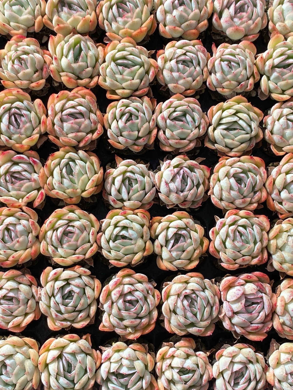 新入荷 クリームベリー×105苗 多肉植物 土根付き エケベリア セダム