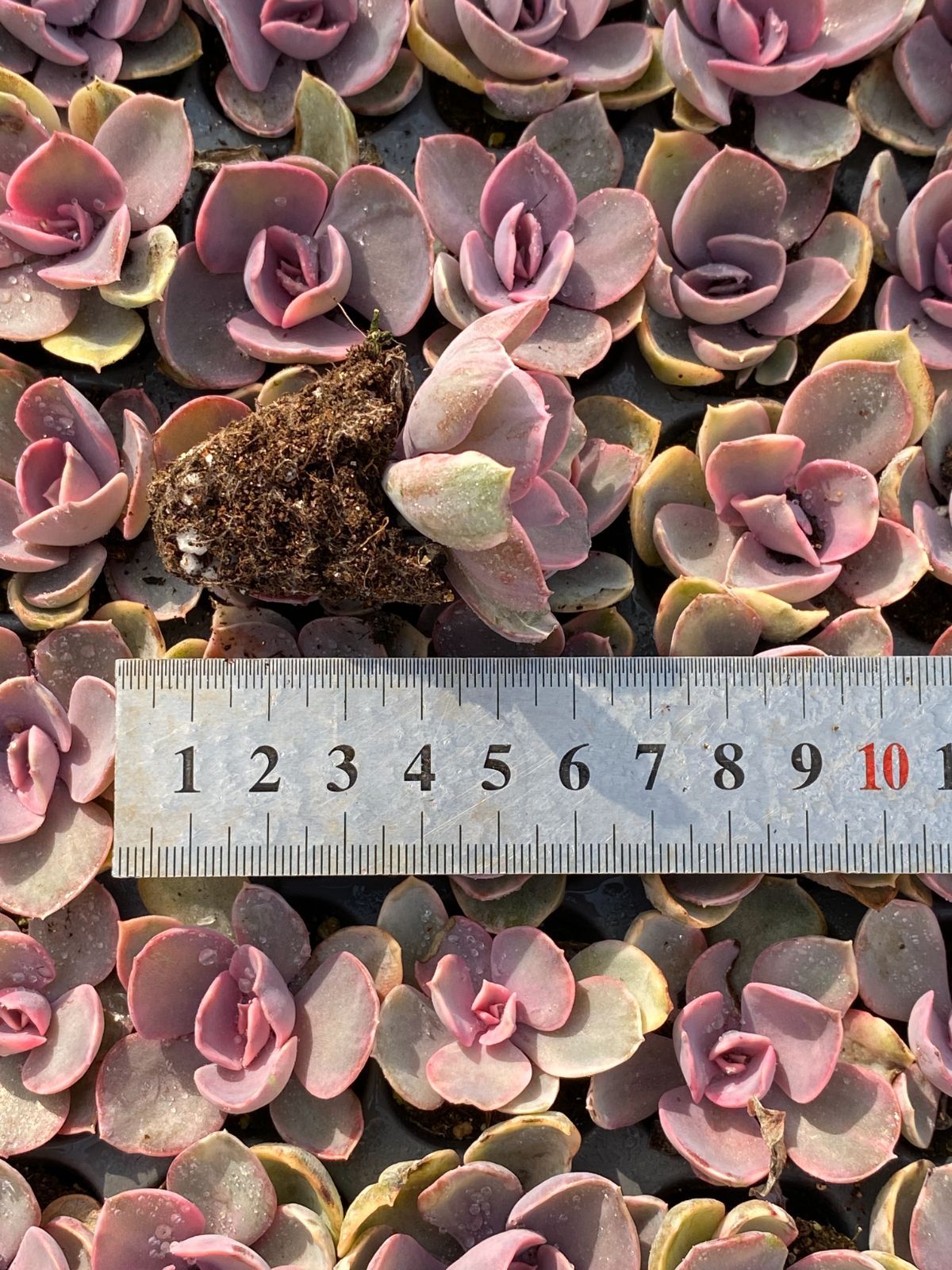 新入荷 虹のキャンディー×105苗 多肉植物 土根付き エケベリア セダム