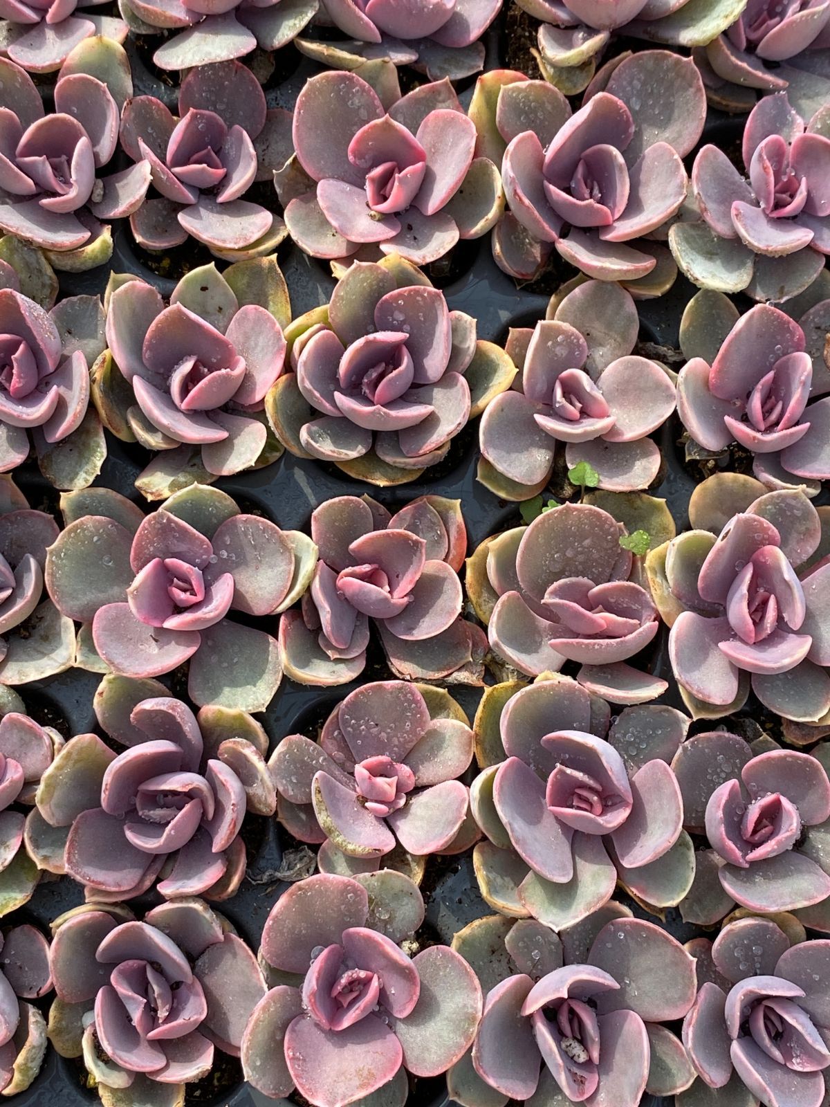 新入荷 虹のキャンディー×105苗 多肉植物 土根付き エケベリア セダム