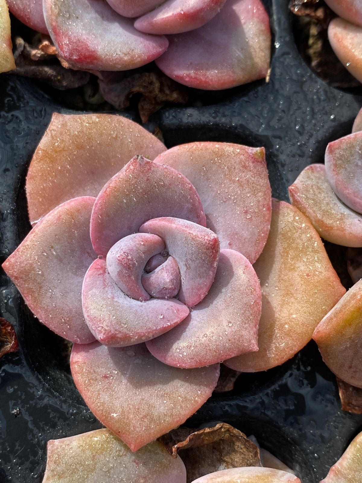 【新入荷】エケベリア　韓国苗　カーニバル　超特大　多肉植物 新入荷 虹のキャンディー×72苗 多肉植物 土根付き エケベリア セダム