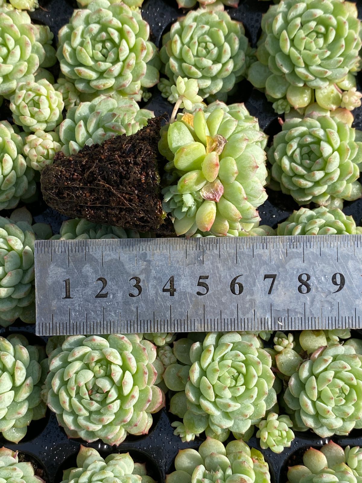 新入荷 ボールオブファット群生×105苗 多肉植物 土根付き エケベリア