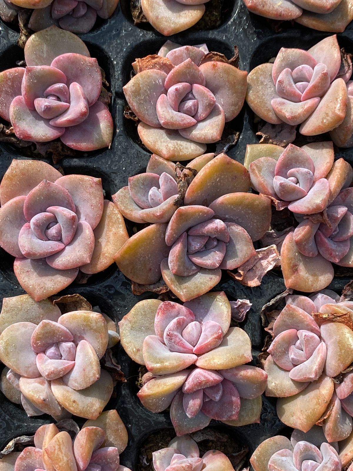 新入荷 虹のキャンディー×72苗 多肉植物 土根付き エケベリア セダム