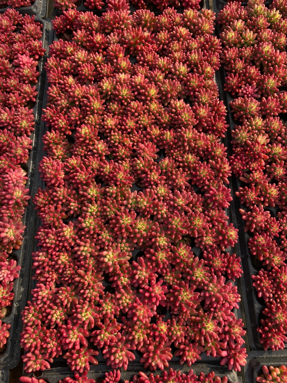 お纏め多肉植物　❁︎プリズム錦　発根済 お纏め多肉植物 ❁︎プリズム錦 発根済