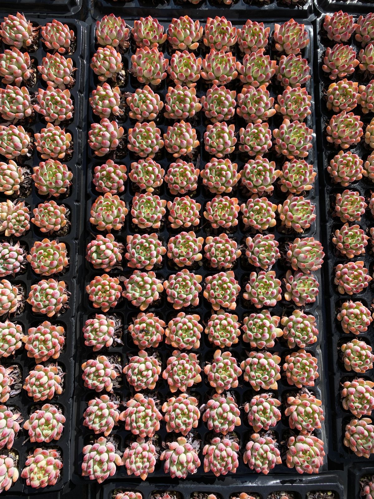新入荷 ブルーアップル×72苗 多肉植物 土根付き エケベリア 小売 新入荷 ブルーアップル×72苗 多肉植物 土根付き エケベリア 小売