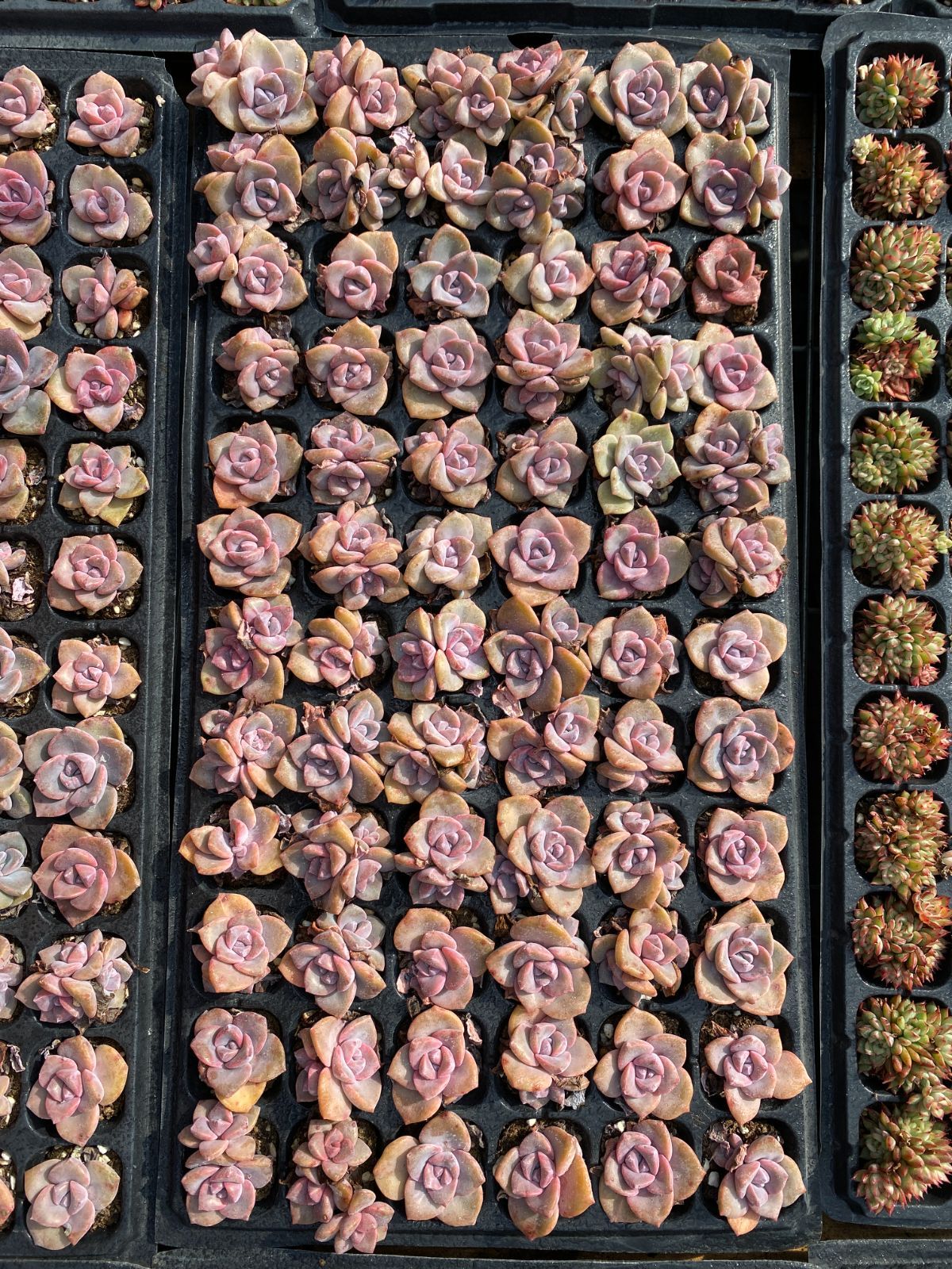 新入荷 虹のキャンディー×72苗 多肉植物 土根付き エケベリア セダム