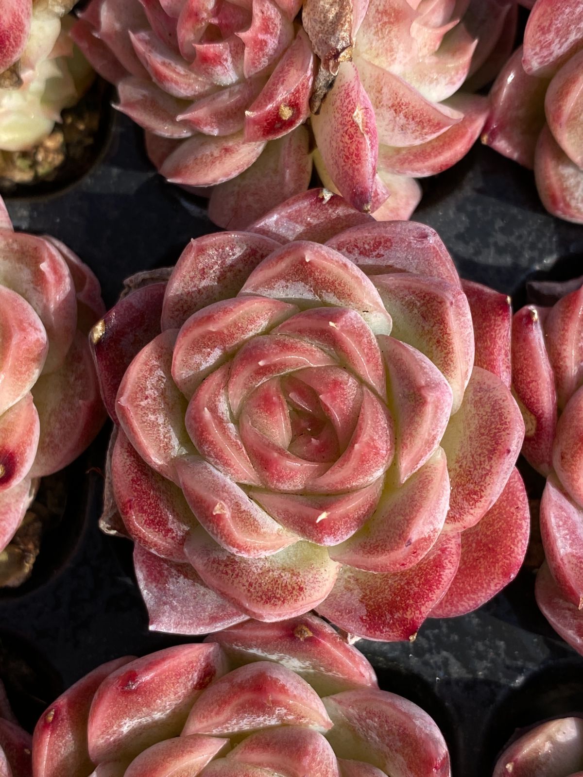 新入荷 ピンクドリーム×105苗 多肉植物 土根付き エケベリア セダム