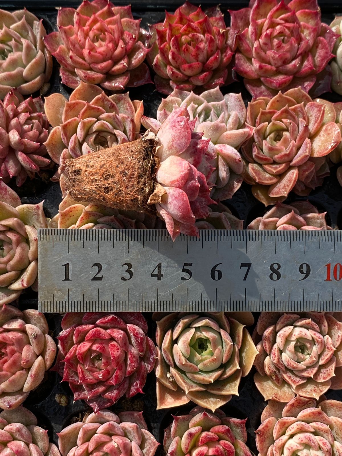 新入荷 カラフル・ローズ×105苗 多肉植物 土根付き エケベリア セダム