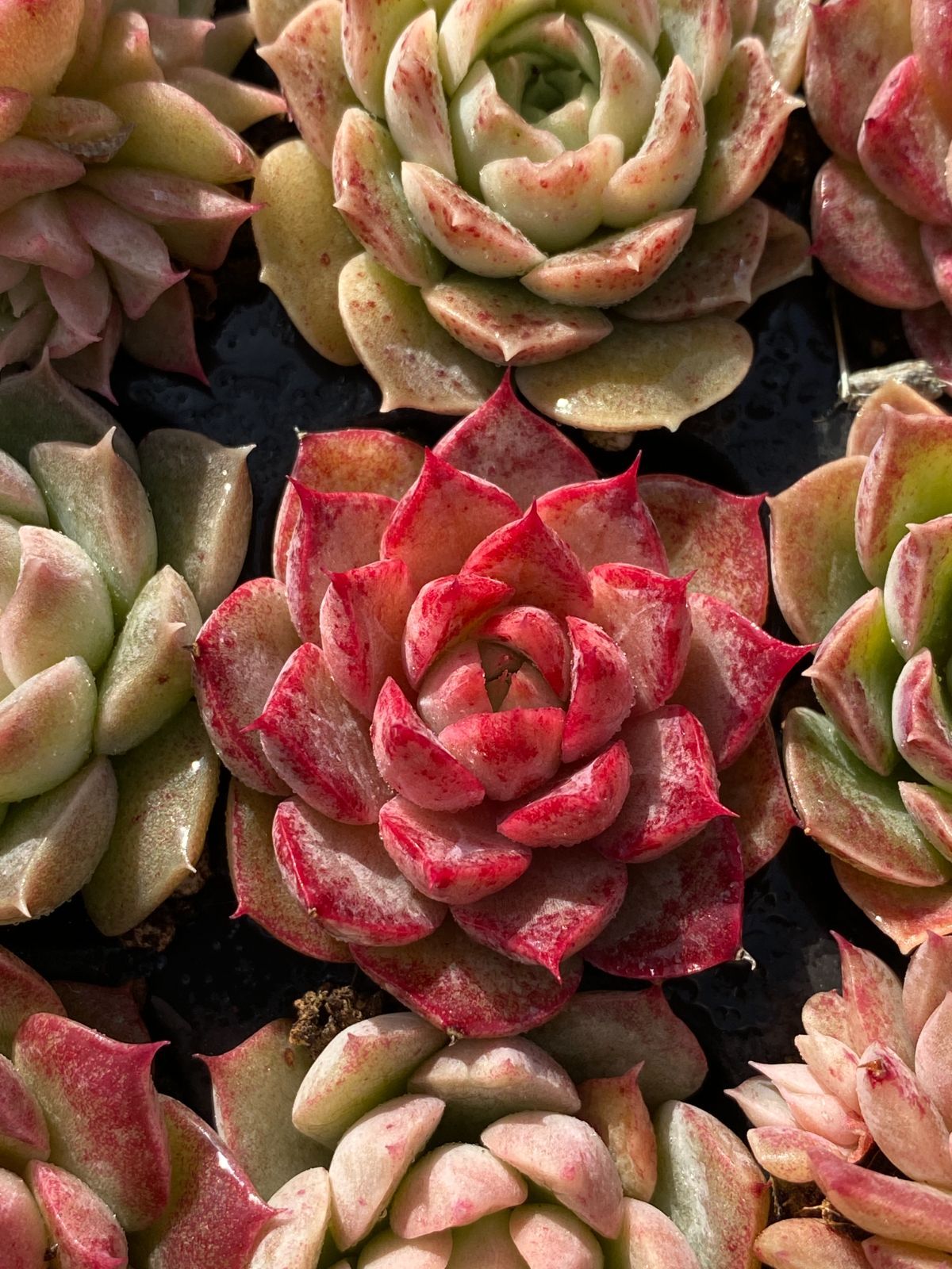 新入荷 カラフル・ローズ×105苗 多肉植物 土根付き エケベリア セダム