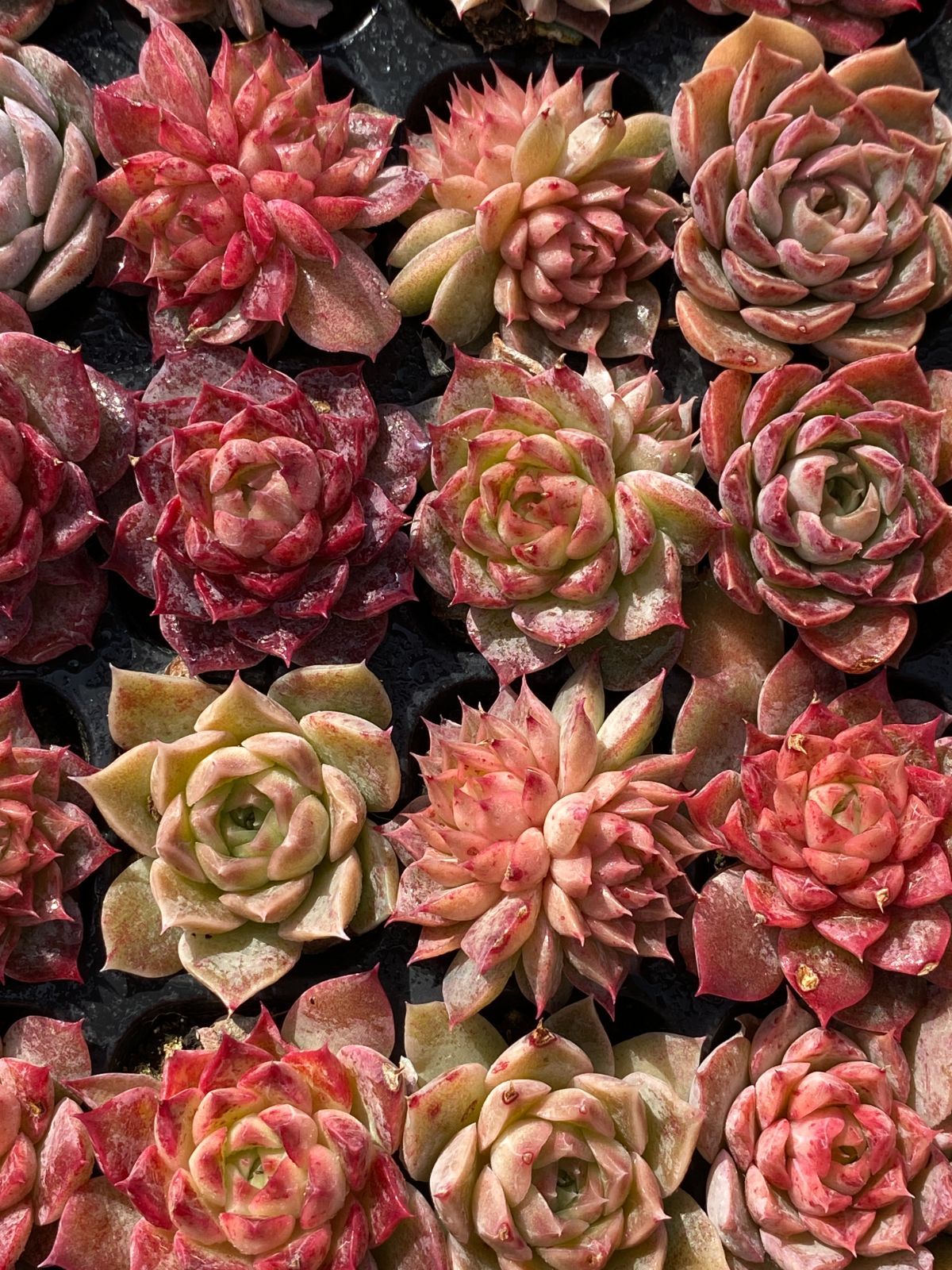 新入荷 カラフル・ローズ×105苗 多肉植物 土根付き エケベリア セダム