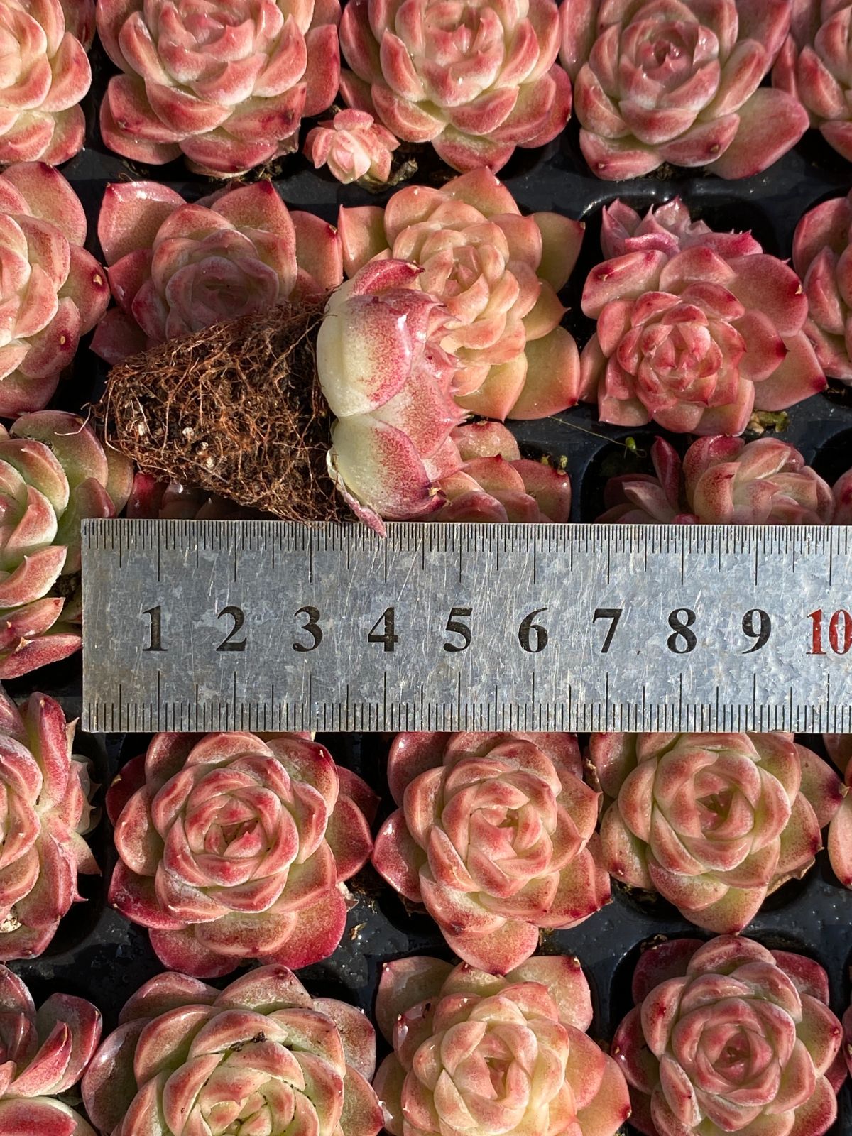 新入荷 ピンクドリーム×105苗 多肉植物 土根付き エケベリア セダム