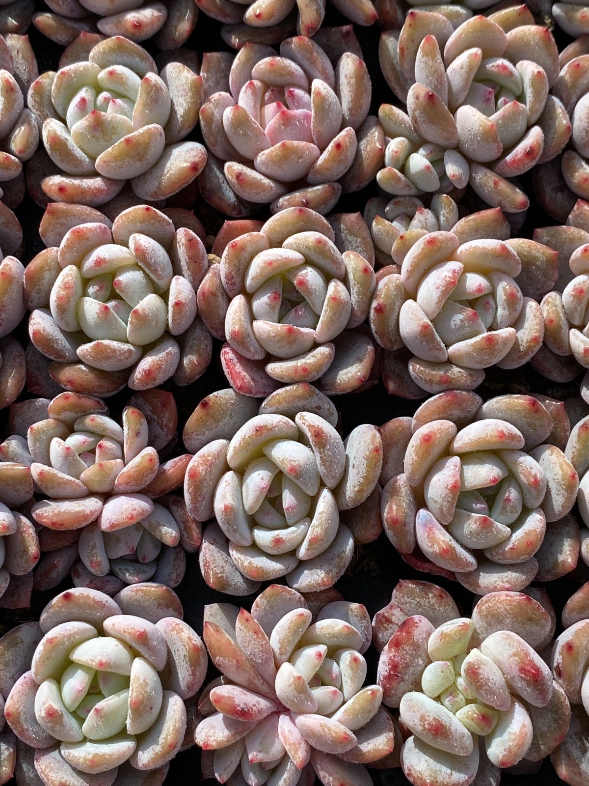 新入荷 オレンジモンロー×105苗 多肉植物 土根付き エケベリア セダム