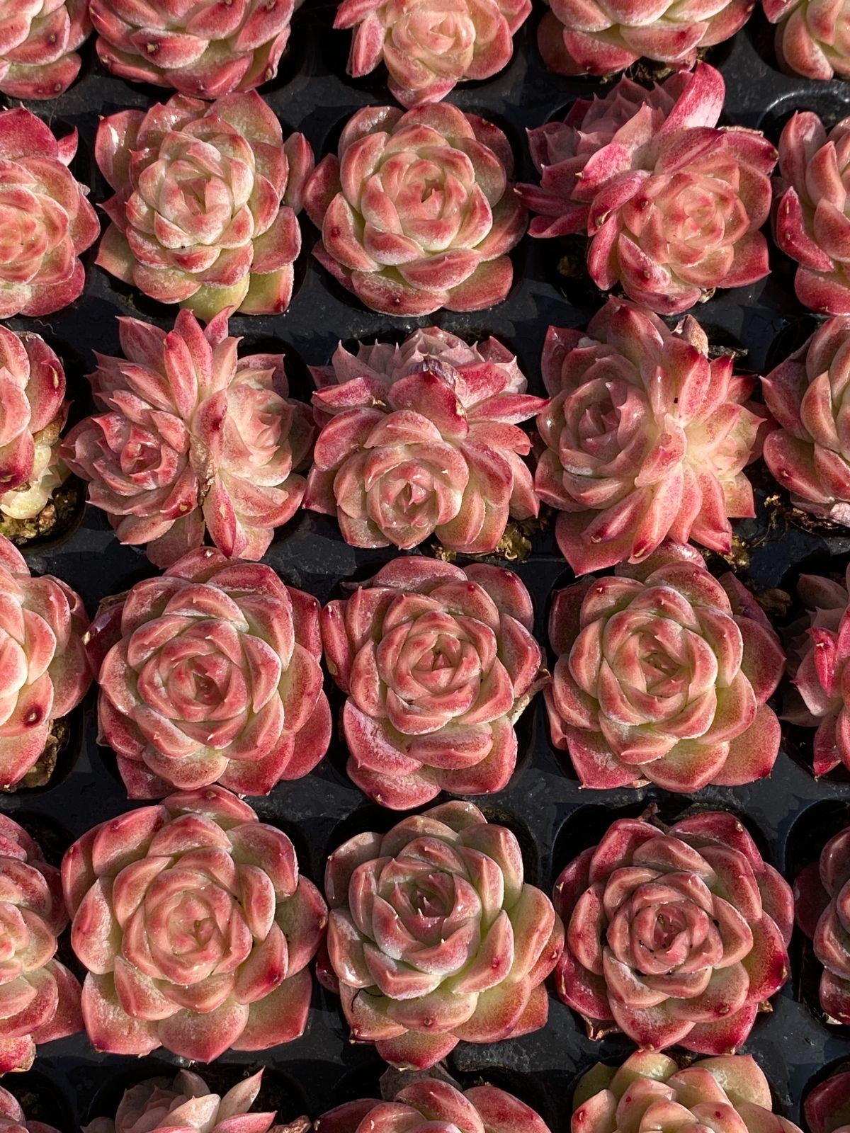 新入荷 ピンクドリーム×105苗 多肉植物 土根付き エケベリア セダム