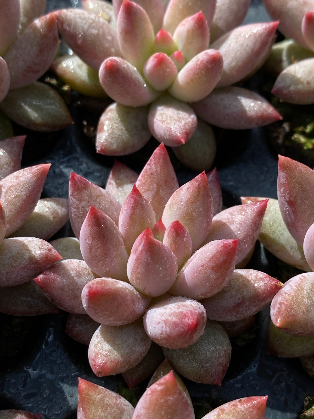 ヤマト発送 紗羅姫 XP302×105苗 多肉植物 エケベリア 寄せ植え 韓国苗