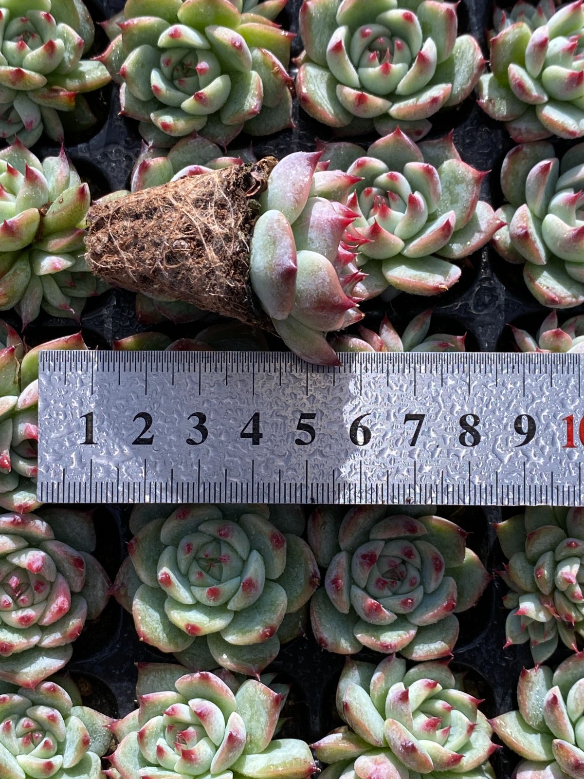 新入荷 チワワ×105苗 多肉植物 土根付き エケベリア セダム 韓国苗