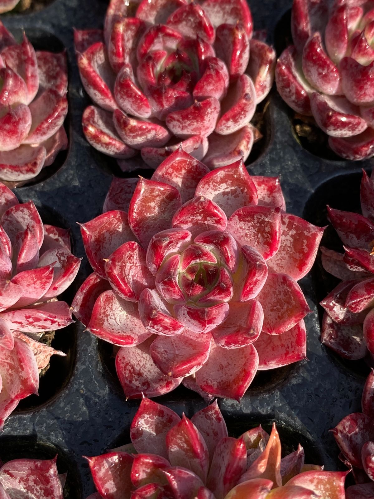 多肉植物　ブラックピンク　韓国苗 多肉植物 ブラックピンク 韓国苗