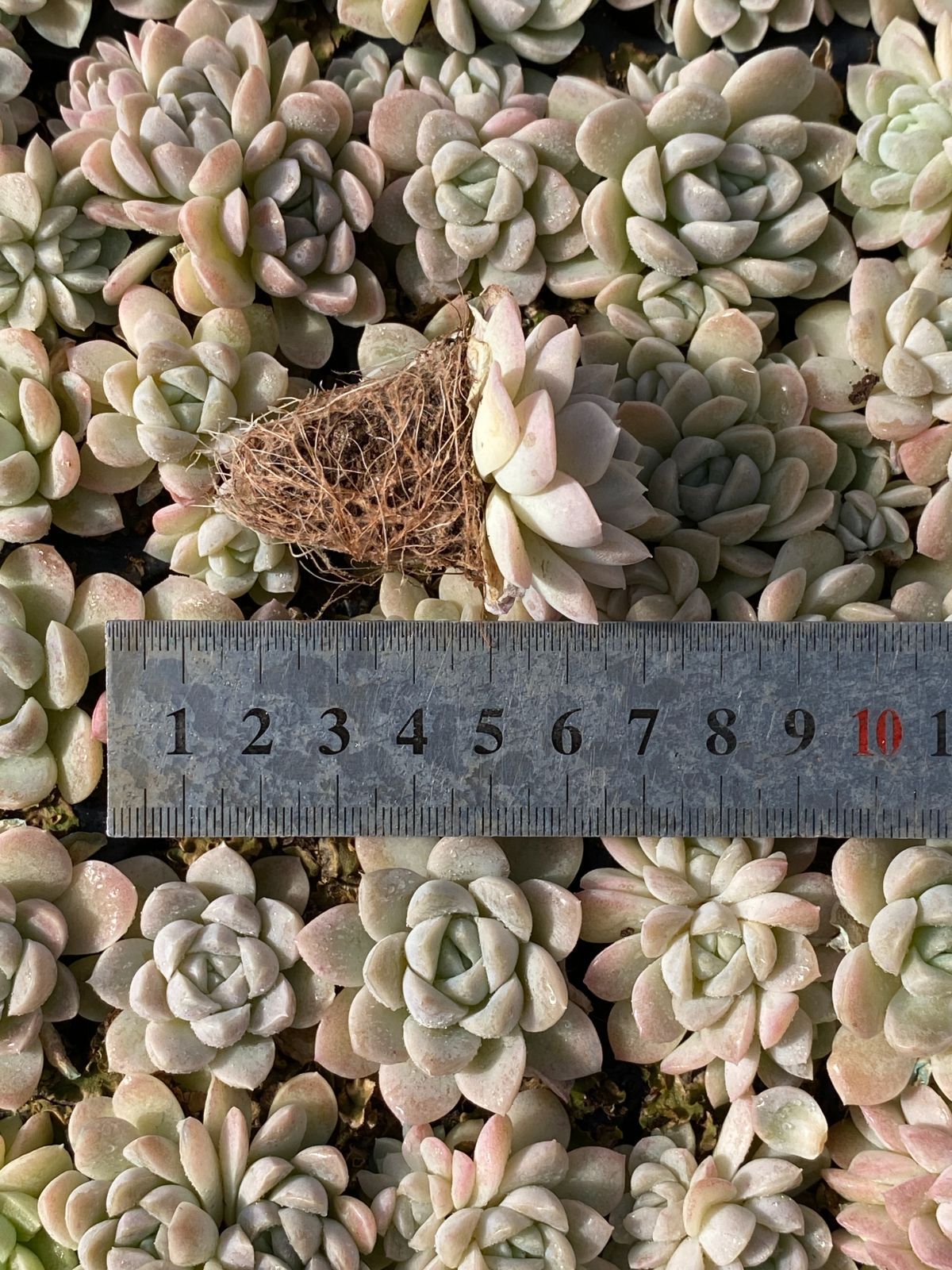 新入荷 クリーム美人×105苗 多肉植物 土根付き エケベリア セダム 韓国