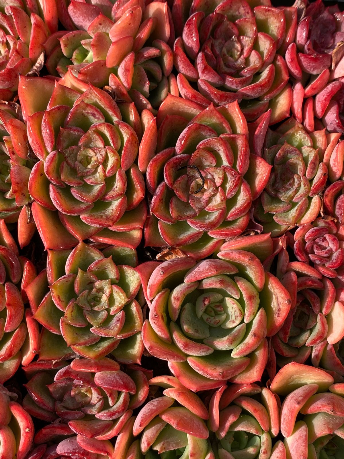 新入荷 炎の花×105苗 多肉植物 土根付き エケベリア セダム 韓国苗