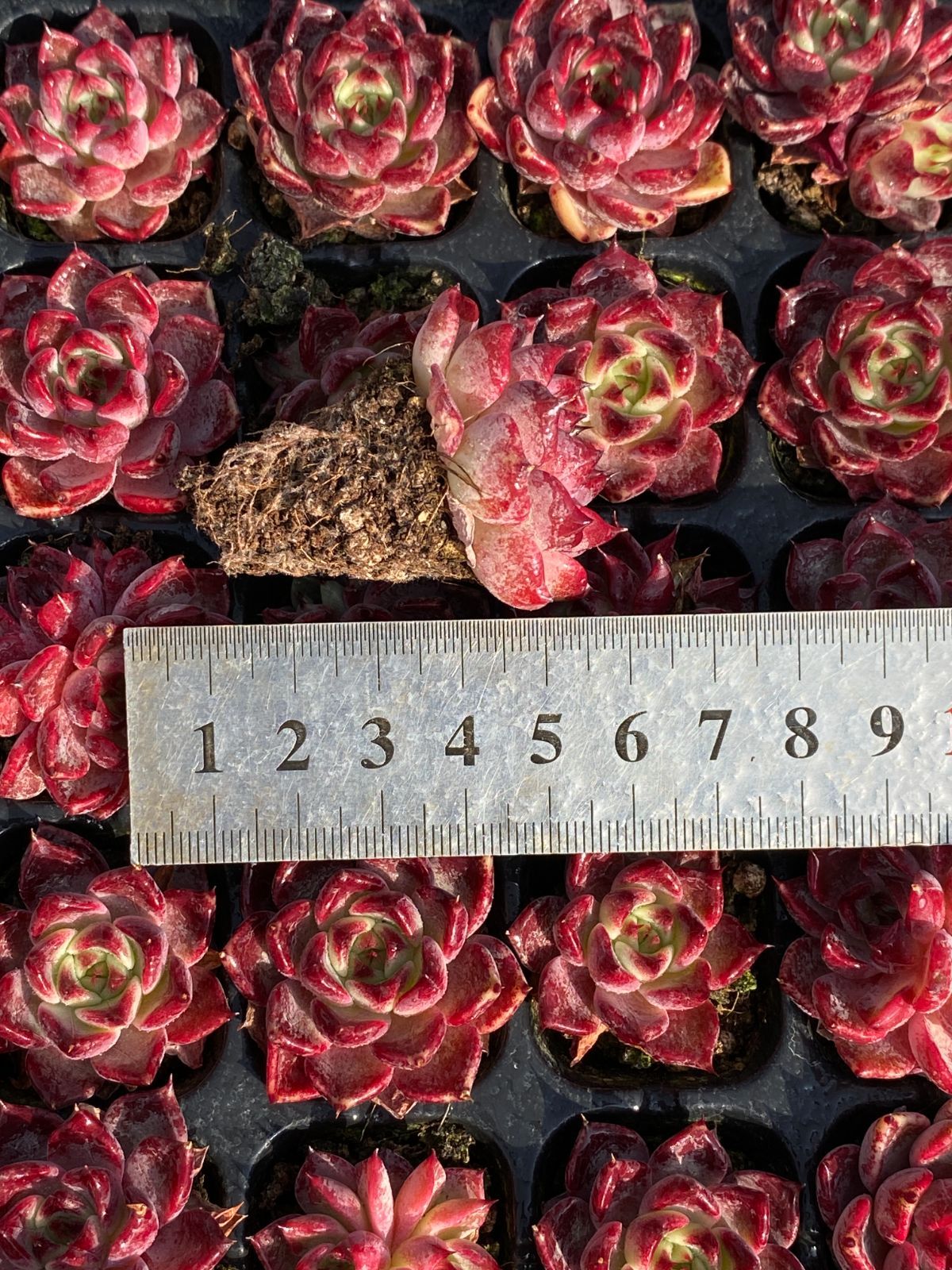 新入荷 ブラックプリンス×105苗 多肉植物 土根付き エケベリア セダム