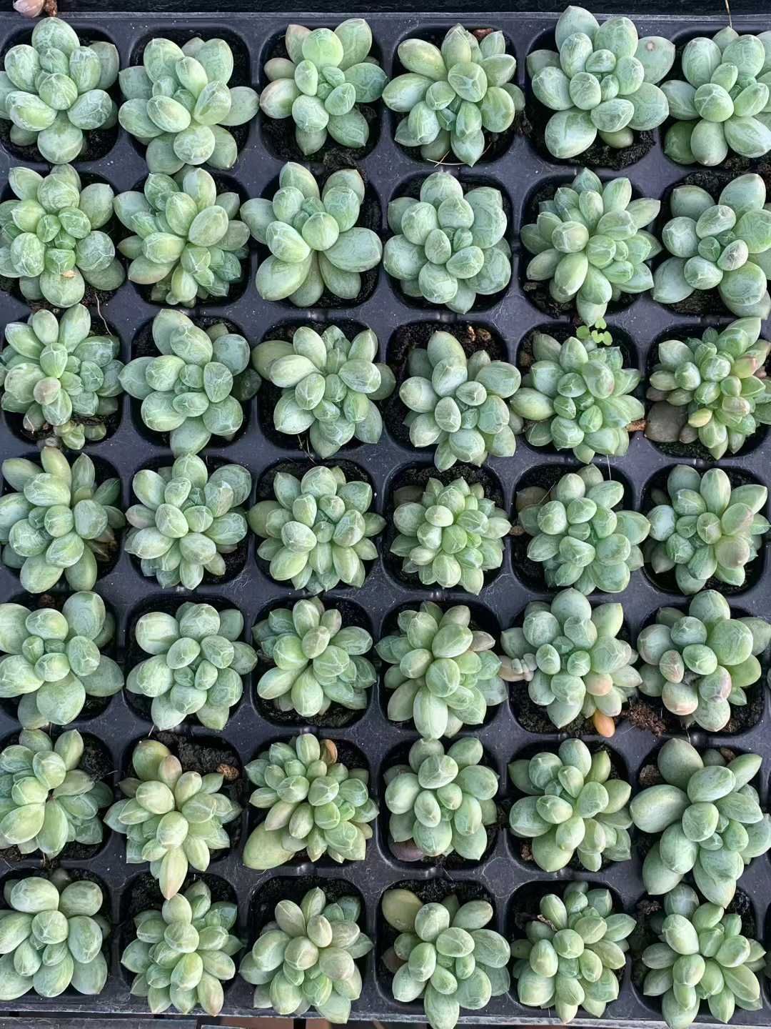 新入荷 コンパクツム×105苗 多肉植物 土根付き エケベリア セダム 韓国