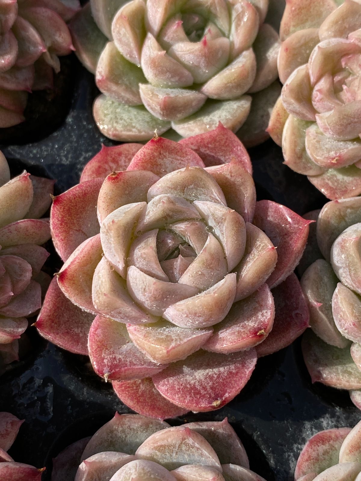 新入荷 ルナ×105苗 多肉植物 土根付き エケベリア セダム 韓国苗 寄せ